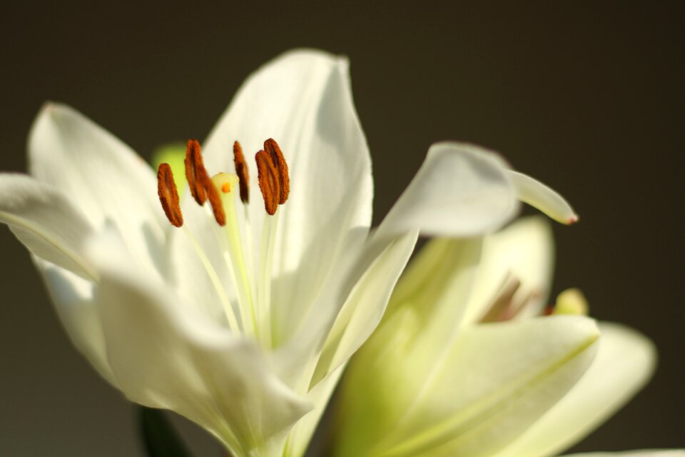 Lily white bloom