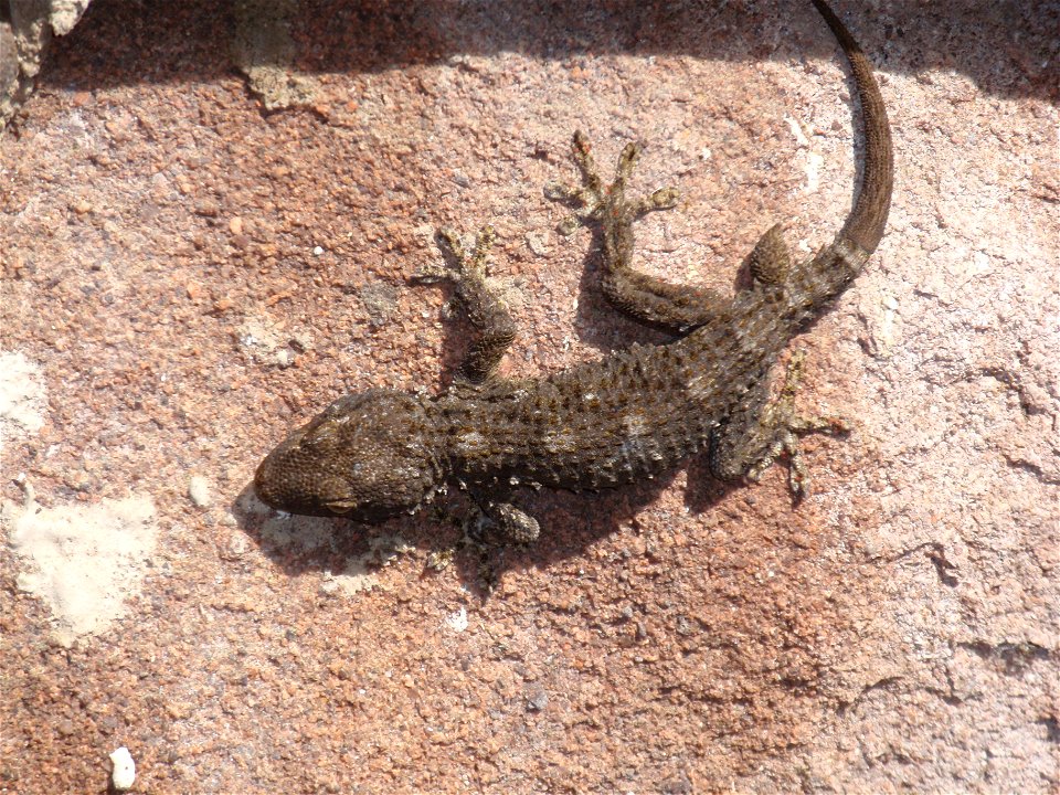 gekko