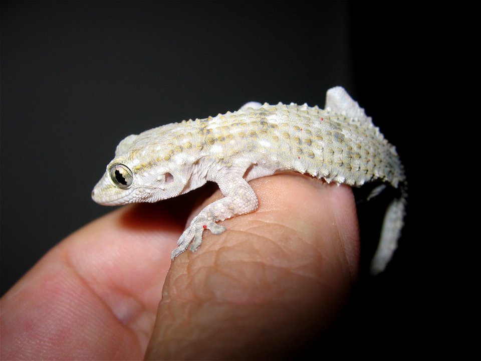 geco trovato in giardino - Gekko found in garden
