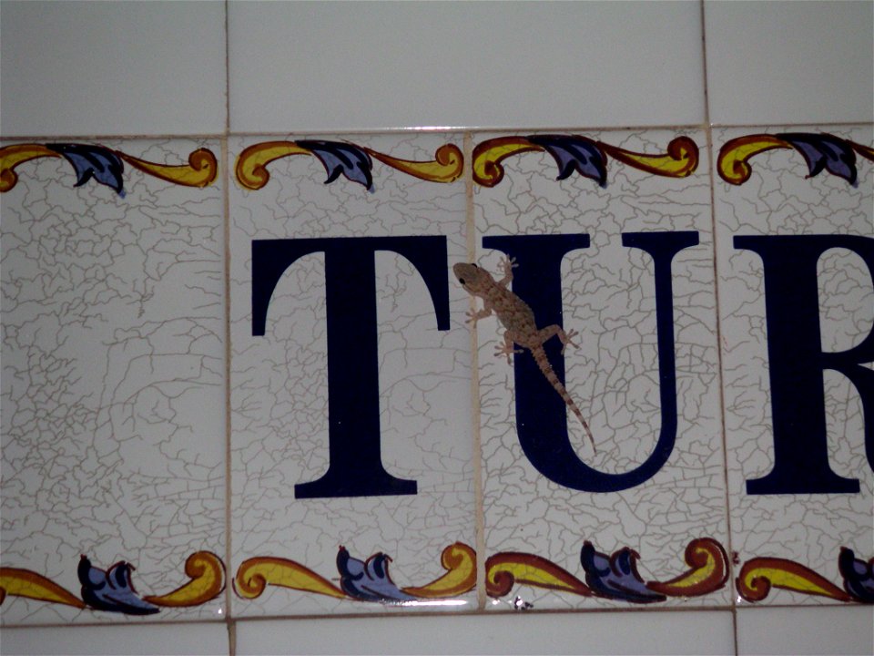 Gecko (Tarentola mauritanica), taken in Spain