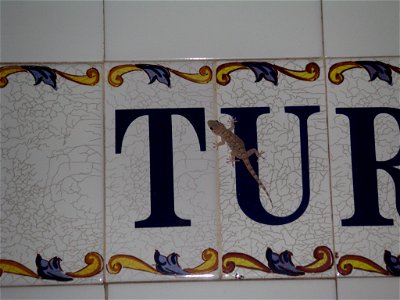 Gecko (Tarentola mauritanica), taken in Spain