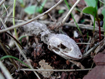 Common gecko (Tarentola mauritanica) in decomposition,found in Mallorca