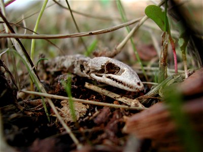 Common gecko (Tarentola mauritanica) in decomposition, found in Mallorca
