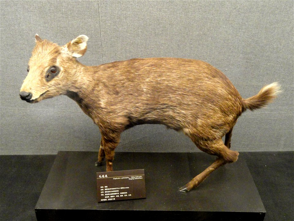 Taxidermy exhibit in the Kunming Natural History Museum of Zoology (昆明动物博物馆), Kunming, Yunnan, China.