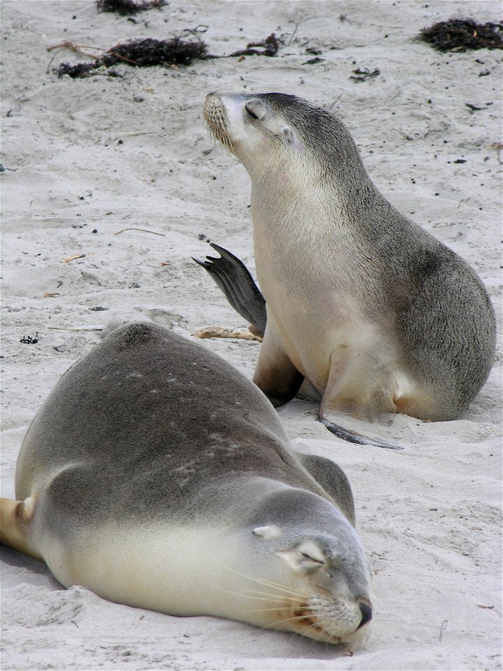 Berni Riccardo Kangaroo Island