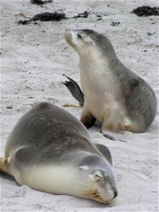 Berni Riccardo Kangaroo Island