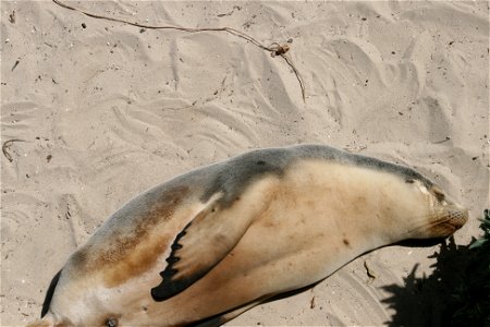 Sleeping sea lion, Kangaroo Island. photo