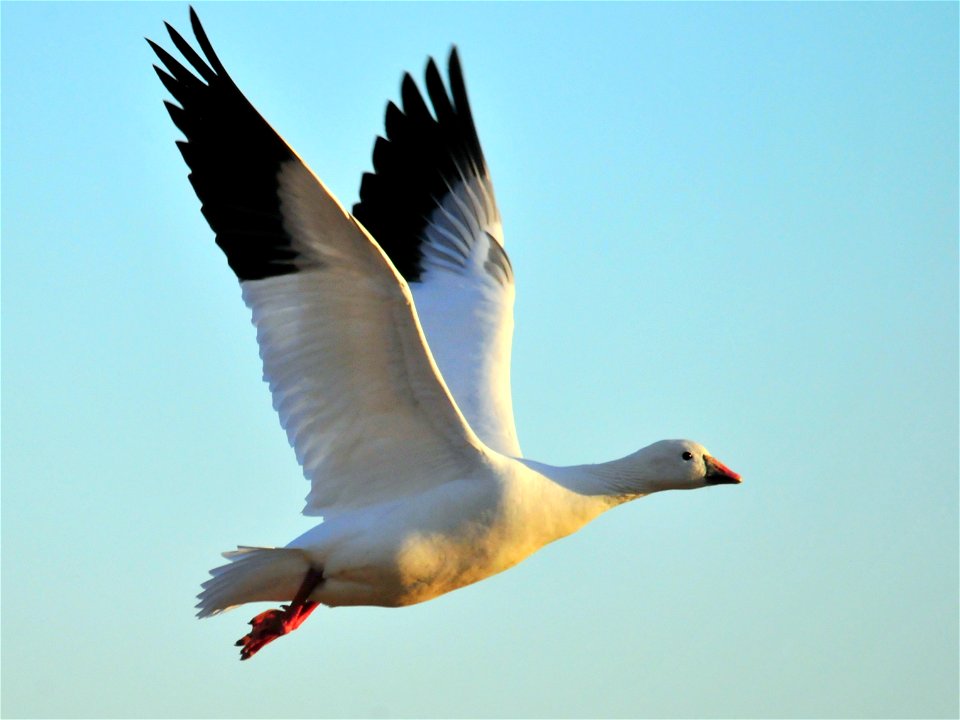 Ross's geese are a pretty rare sighting on Seedskadee NWR and in Wyoming.  This Ross's goose arrived on Seedskadee NWR along with 2 others during a warm spell in February.  Tom Koerner/USFWS