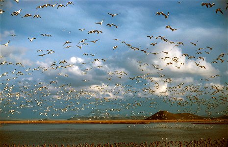 Ross's Goose; Lower Klamath National Wildlife Refuge
