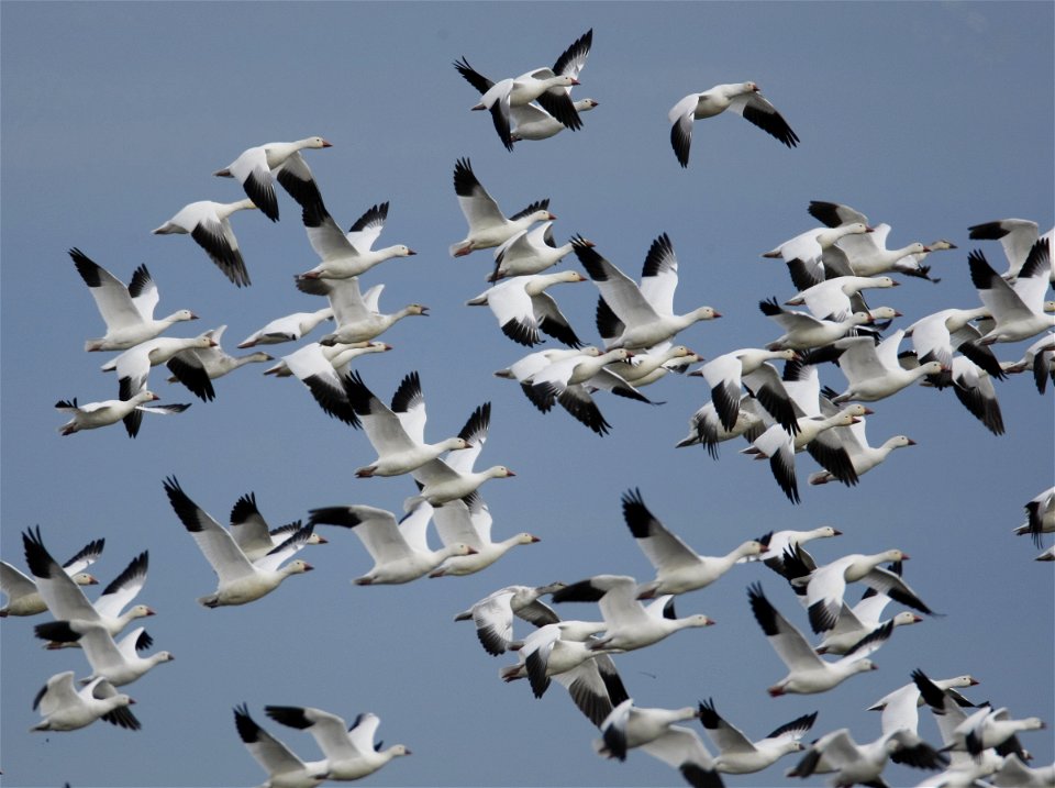 Sacramento National Wildlife Refuge, CA 
Photo: Steve Emmons, USFWS

Snow Geese (Chen caerulescens) & Ross's Geese (Chen rossii)

Auto tour, Sacramento NWR, Willows, CA