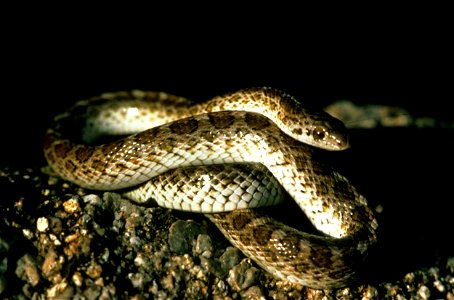 Image title: Glossy snake Image from Public domain images website, http://www.public-domain-image.com/full-image/fauna-animals-public-domain-images-pictures/reptiles-and-amphibians-public-domain-image photo