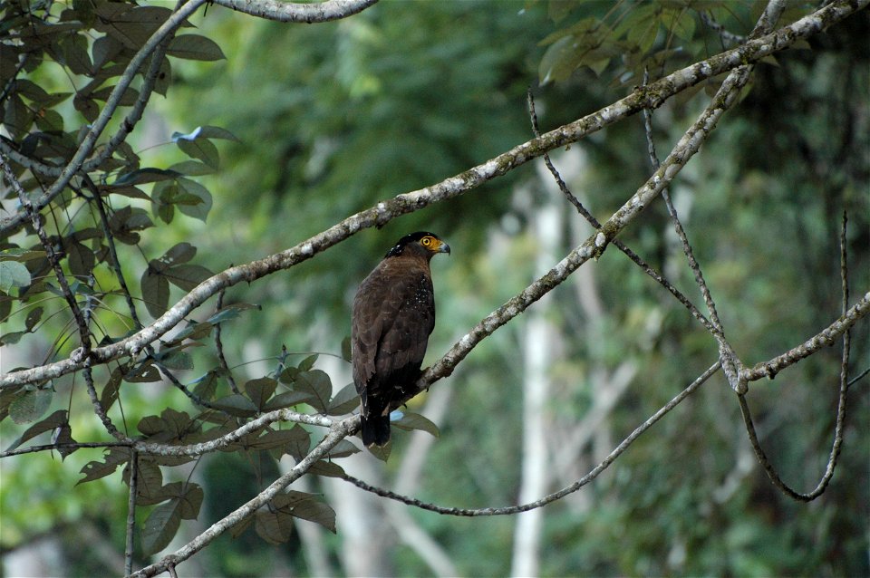 Crested Serpent Eagle (Spilornis cheela) in Borneo