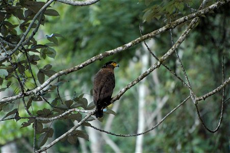 Crested Serpent Eagle (Spilornis cheela) in Borneo