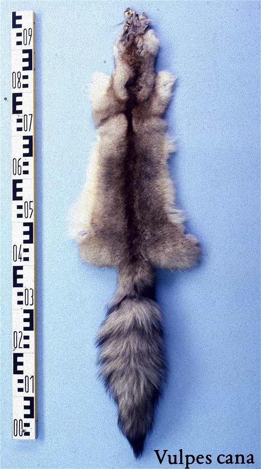 Blanford´s fox skin (Vulpes cana). Fur skin collection, Bundes-Pelzfachschule, Frankfurt/Main, Germany