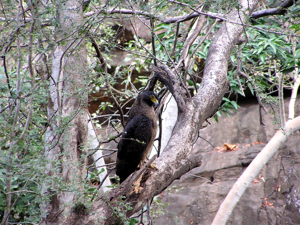 A Crested Serpent Eagle perched in a tree at Ranthambore National Park