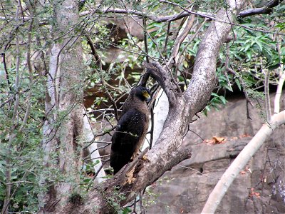 A Crested Serpent Eagle perched in a tree at Ranthambore National Park