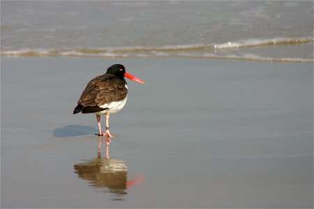 American oystercatcher at Back Bay National Wildlife Refuge in Virginia.


Credit: USFWS