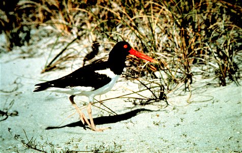 North Carolina National Estuarine Research Reserve. An American Oystercatcher strikes a pose in dune vegetation along the Outer Banks.  North Carolina Coastal.