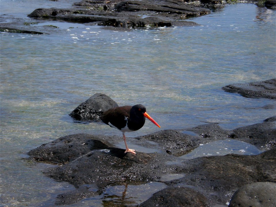 American oystercatcher. Ecuador, Galapagos Islands.