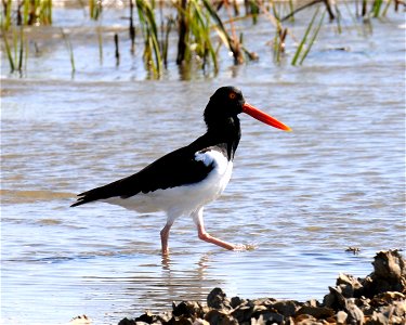 An American oystercatcher at Cape Romain National Wildlife Refuge in South Carolina.
www.fws.gov/caperomain/. Thank you Steve Holzman for identifying.

Photographer: Garry Tucker, USFWS.