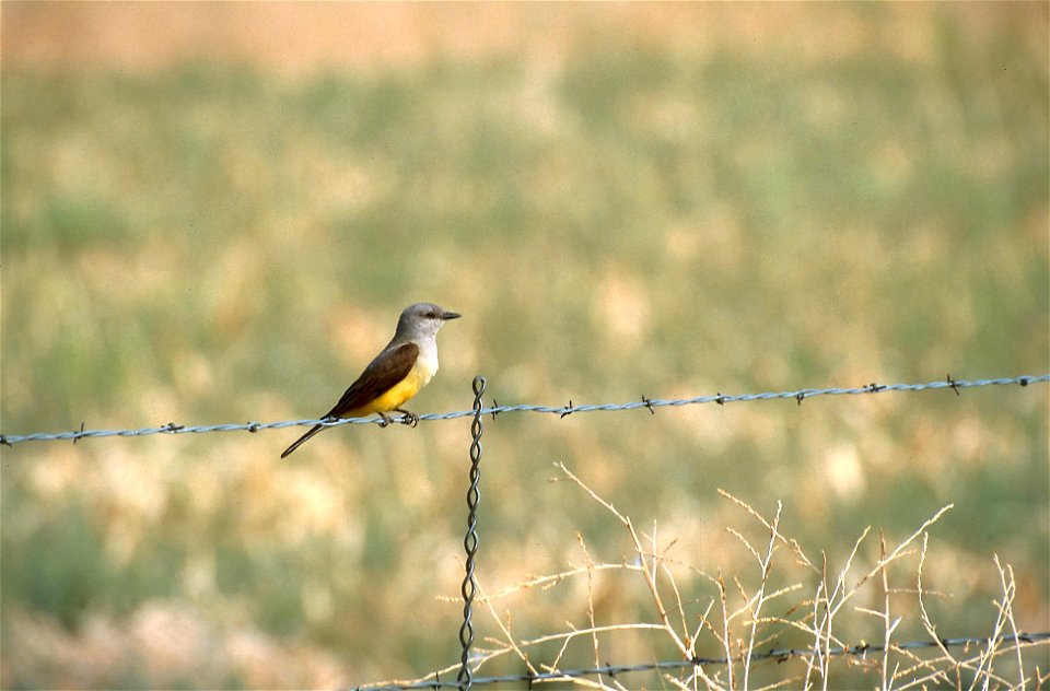 Tyrannus verticalis NBII