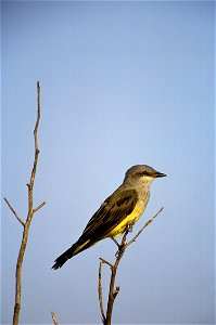 : Western Kingbird (Tyrannus verticalis)