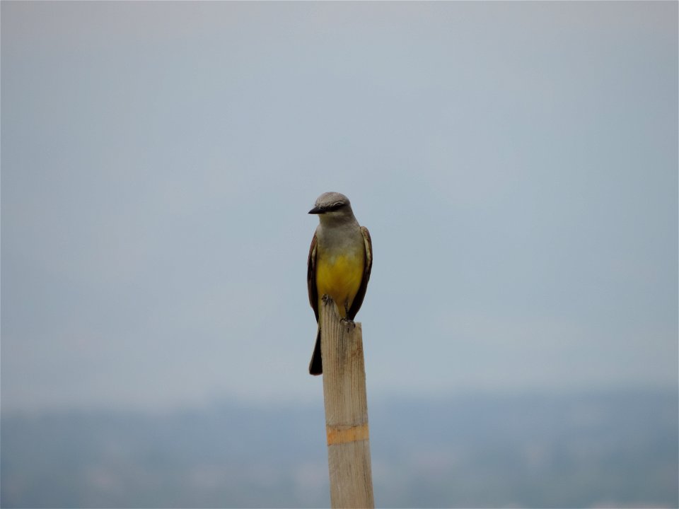 Western kingbirds may be distinguished from eastern kingbirds (which also occur on the refuge) by their yellow bellies.

Photo Credit: USFWS / Cindy Souders