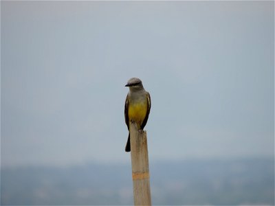 Western kingbirds may be distinguished from eastern kingbirds (which also occur on the refuge) by their yellow bellies.

Photo Credit: USFWS / Cindy Souders