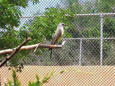 A Western Kingbird.