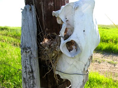 This nest was tucked into a very unique spot!

Photo Credit: USFWS