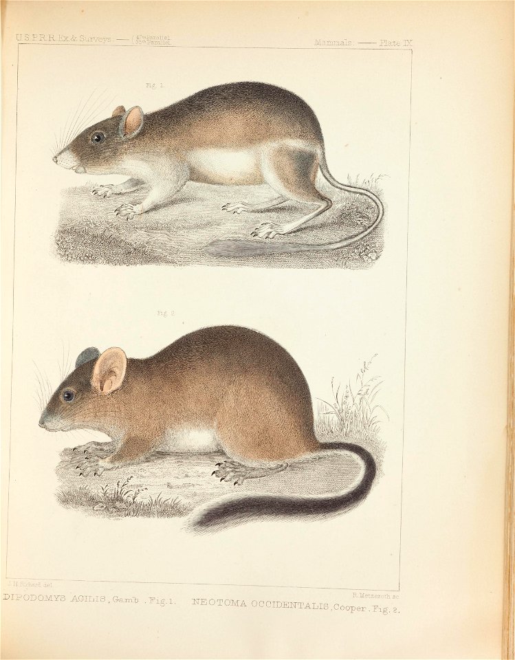 Mammals of North America; the description of species based chiefly on the collections in the Museum of the Smithsonian Institution.