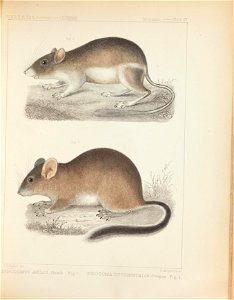 Mammals of North America; the description of species based chiefly on the collections in the Museum of the Smithsonian Institution.