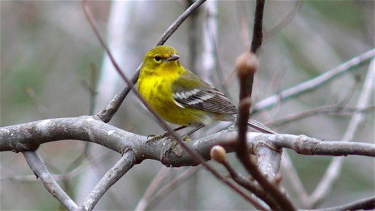 A Pine Warbler (Dendroica pinus) perched on a tree branch.Photo taken with a Panasonic Lumix DMC-FZ50 in Johnston County, North Carolina, USA. photo