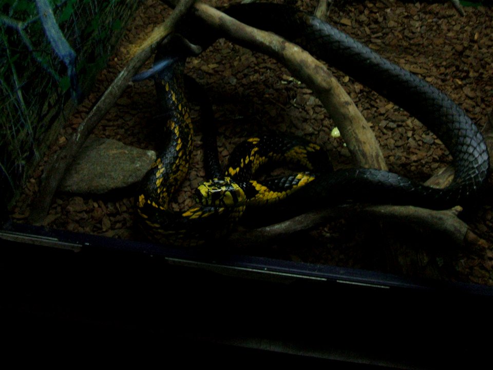 Picture of Spilotes pullatos snake at São Paulo Zoo, in Brazil.
