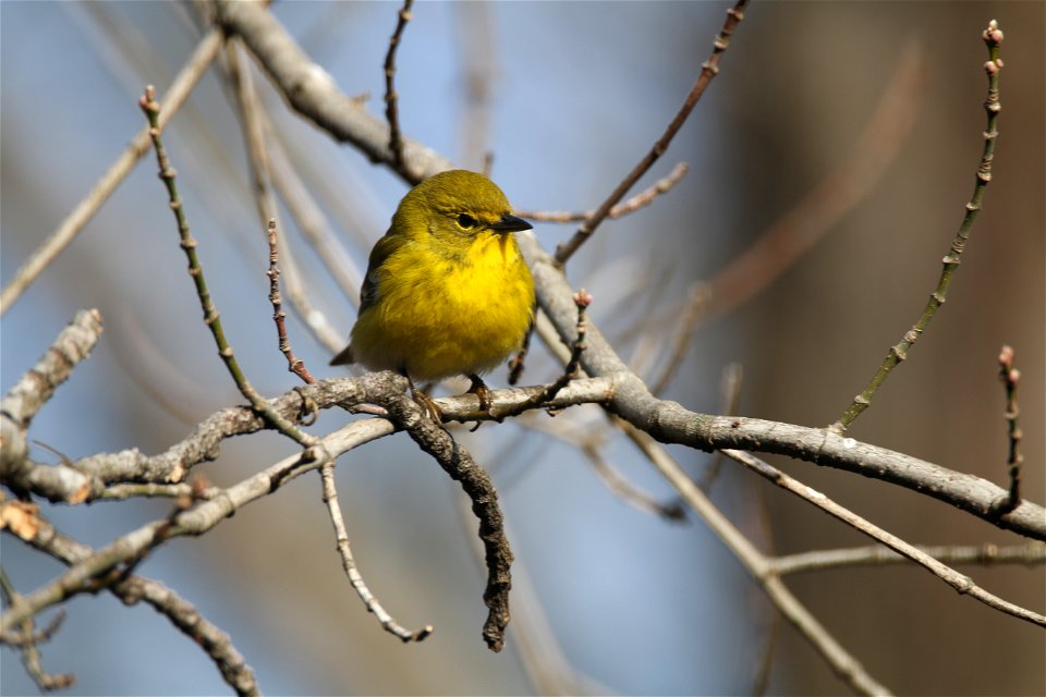 Pine warbler at Mingo National Wildlife Refuge. 

Photo by Debbie Koenigs/USFWS.