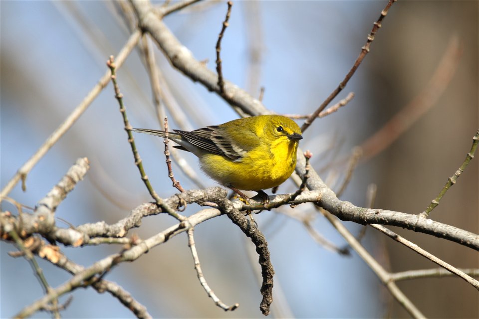 Pine warbler at Mingo National Wildlife Refuge. 

Photo by Debbie Koenigs/USFWS.