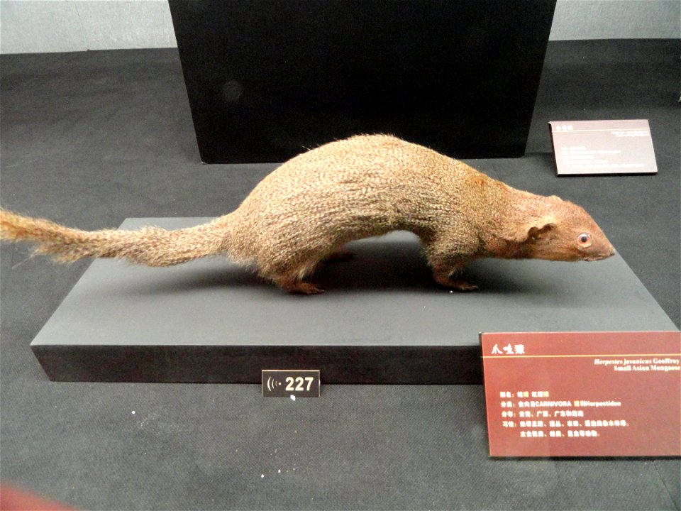 Taxidermy exhibit in the Kunming Natural History Museum of Zoology (昆明动物博物馆), Kunming, Yunnan, China.