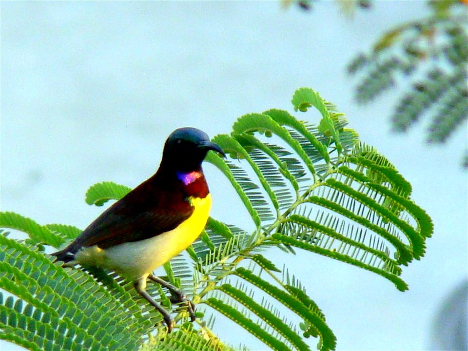 Purple-rumped Sunbird