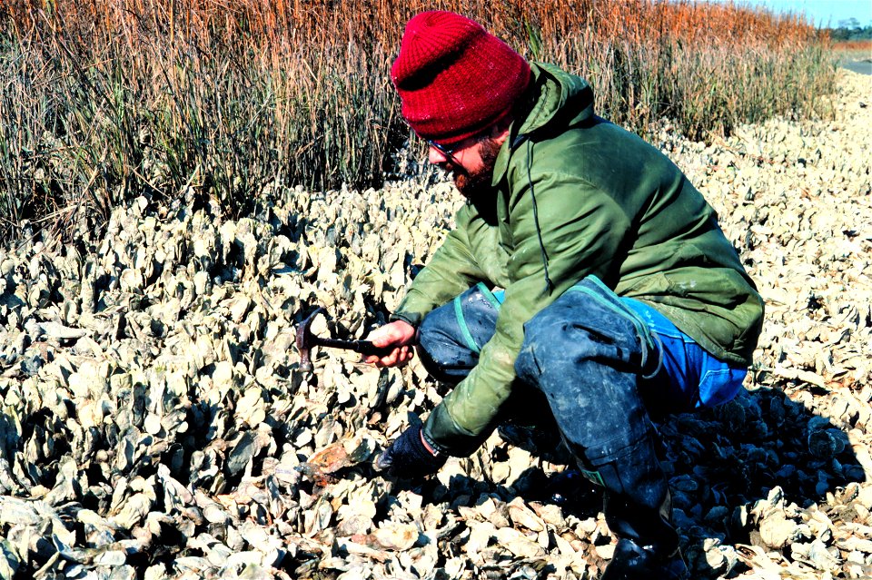 North Inlet - Winyah Bay National Estuarine Research Reserve. The American Oyster, Crassotrea virginica, grows intertidally in South Carolina estuaries and is most effectively collected at low tide by