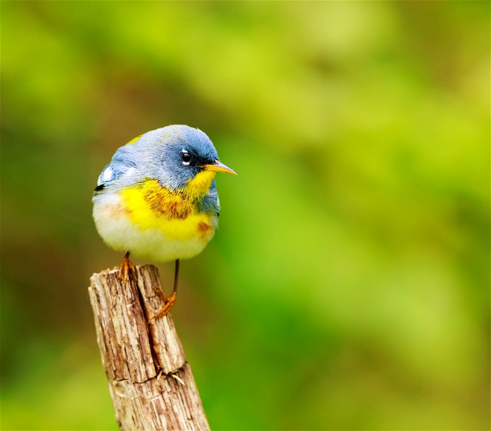 NPS | N. Lewis One of many songbirds that migrate through Shenandoah in the spring/summer. photo