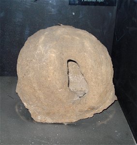 Rufous Hornero Nest