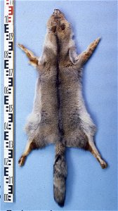 Argentine fox fur skin (Dusicyon griseus). Fur skin collection, Bundes-Pelzfachschule, Frankfurt/Main, Germany photo