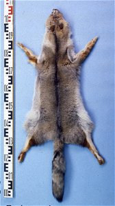 Argentine fox fur skin (Dusicyon griseus). Fur skin collection, Bundes-Pelzfachschule, Frankfurt/Main, Germany