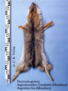 Argentine fox (Mendoza) (Dusicyon griseus). Fur skin collection, Bundes-Pelzfachschule, Frankfurt/Main, Germany
