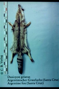 Argentine fox (Santa Cruz) (Dusicyon griseus). Fur skin collection, Bundes-Pelzfachschule, Frankfurt/Main, Germany photo