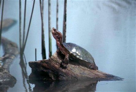 Image title: Western pond turtle clemmys marmorate
Image from Public domain images website, http://www.public-domain-image.com/full-image/fauna-animals-public-domain-images-pictures/reptiles-and-amphi