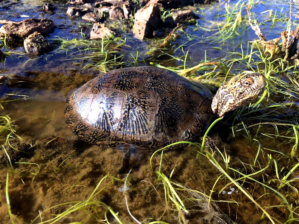 An extremely rare Mojave River western pond turtle was recently observed by USGS scientists and staff from The Living Desert Zoo and Gardens in the Mojave Desert. Turtles of this population have rarel