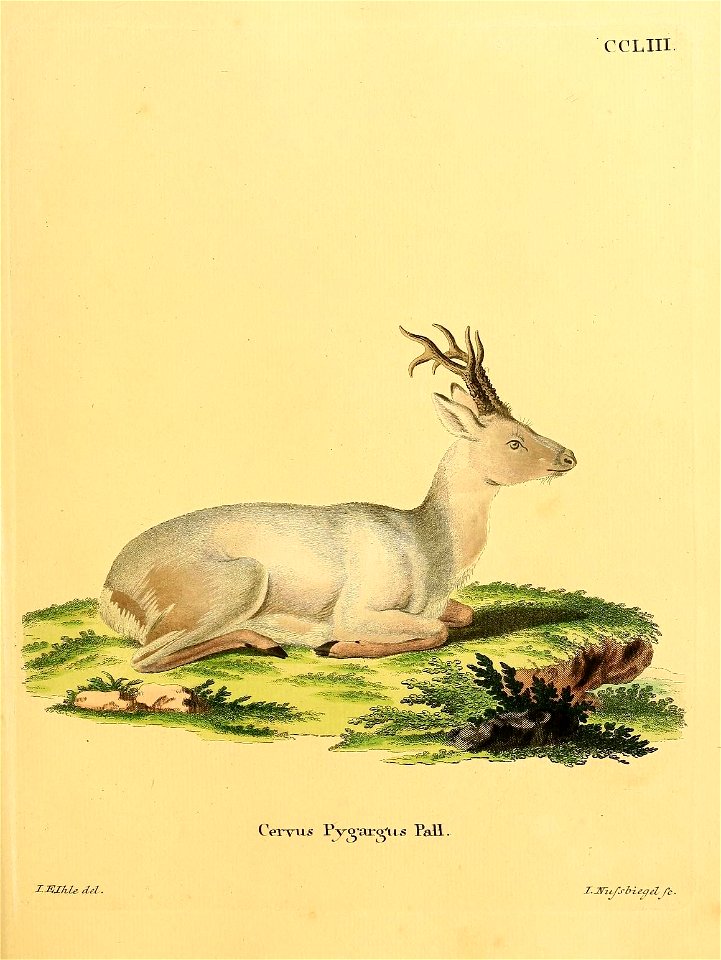 CCLIII. 
Cervus Pjy-Q'arg'us Pall. 
ZEIhle del . 

I.miJj-biegel /b.
