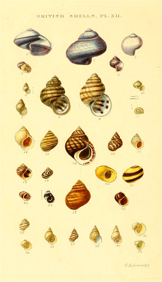 Illustrated Index of British Shells. Plate XII.

1
Ianthina communis
Janthina janthina
2
Ianthina britannica
Janthina janthina
3
Ianthina pallida
Janthina pallida
4
Ianthina exigua
Janthina exigua
5
N