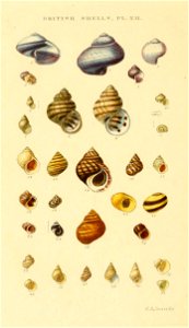 Illustrated Index of British Shells. Plate XII.

1
Ianthina communis
Janthina janthina
2
Ianthina britannica
Janthina janthina
3
Ianthina pallida
Janthina pallida
4
Ianthina exigua
Janthina exigua
5
N